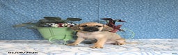 Puggle dogs for sale: Karlas - Ad 5