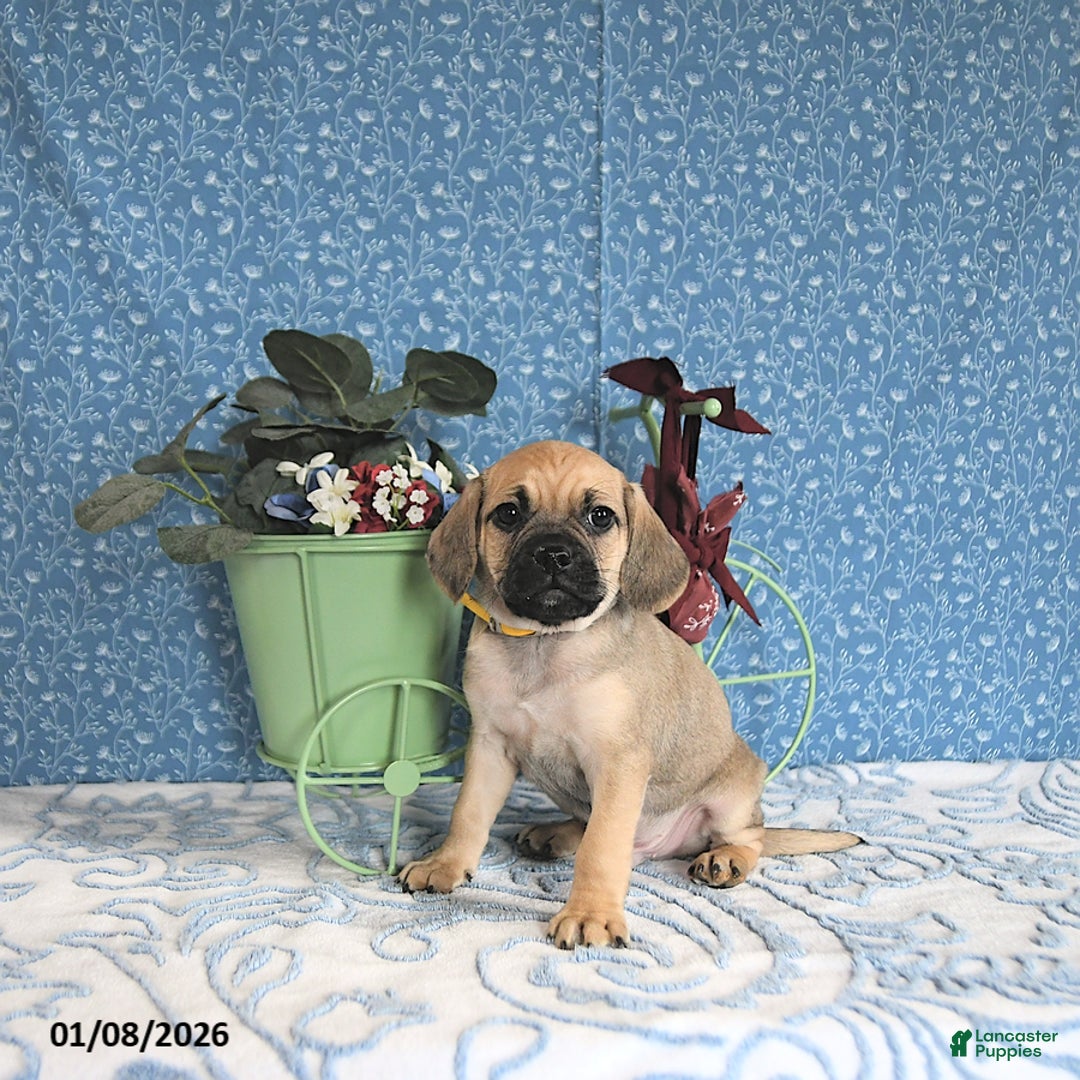 Puggle dogs for sale: Karlas - Ad 5