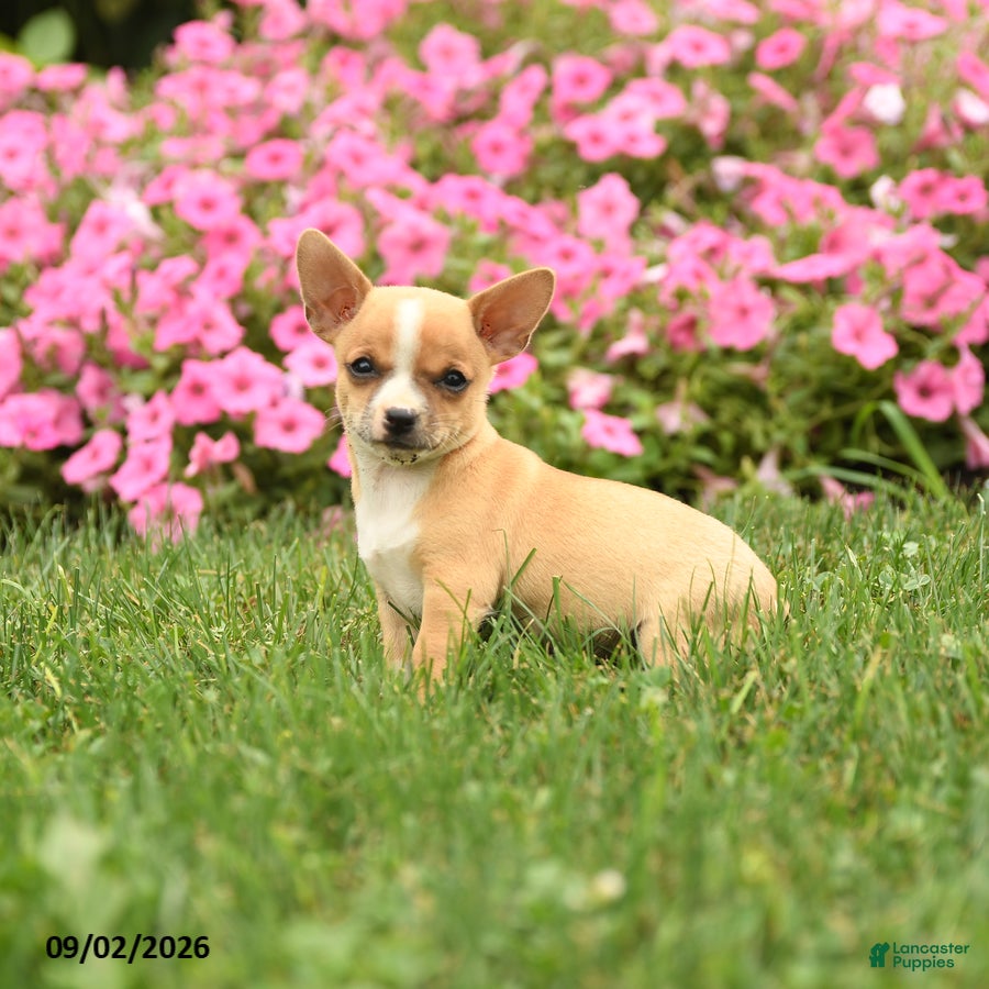 Chihuahua dogs Doc Snoopy - Ad 2