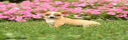 Chihuahua dogs for sale: Doc Snoopy - Ad 2