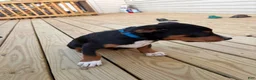 Mixed Breed dogs for sale: Stitch - Ad 3