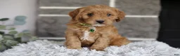 Cavapoo dogs for sale: Louie - Ad 10