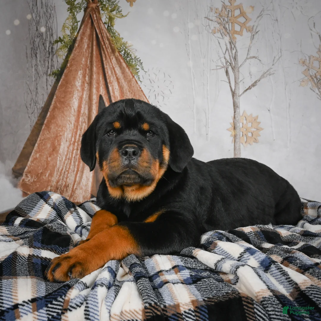 Rottweiler dogs for sale: Tara/ Mocha – Santos Ad-Dirah - Ad 4
