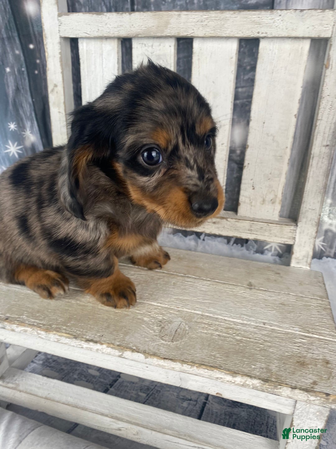 Miniature Dachshund dogs for sale: Donna - Ad 5