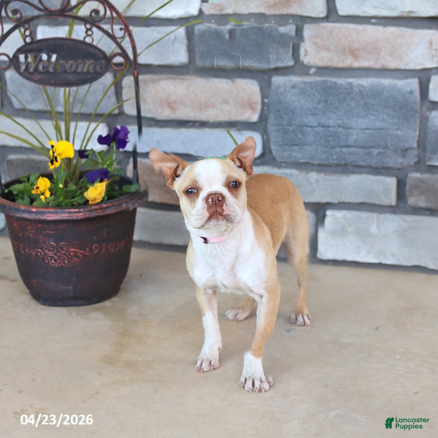 Boston Terrier dogs Irene - Ad 2