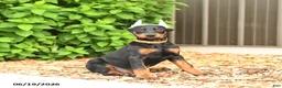 Doberman Pinscher dogs for sale: Diamond - Ad 3