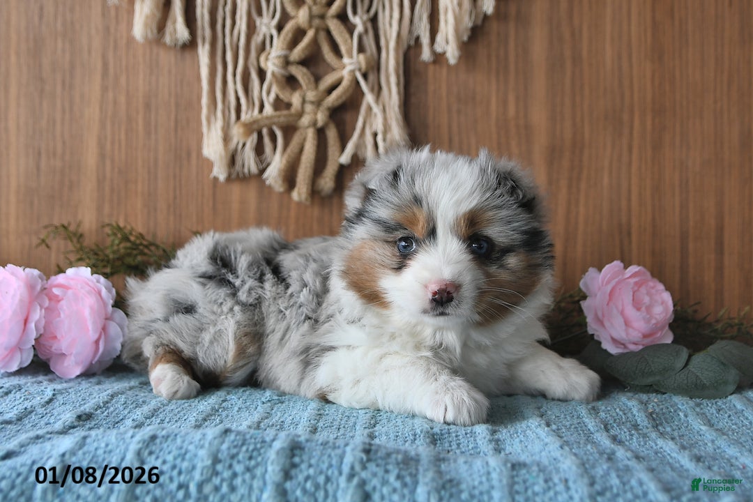 Miniature Australian Shepherd dogs for sale: Elsa - Ad 4