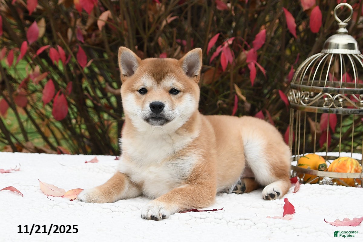 Inu Puppies Shiba Inu Preloved Shiba Inu Puppies For Sale In North Canton,  Ohio Lancaster Puppies