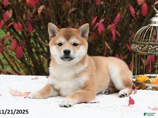 Shiba Inu dogs Twinkle - Ad 42