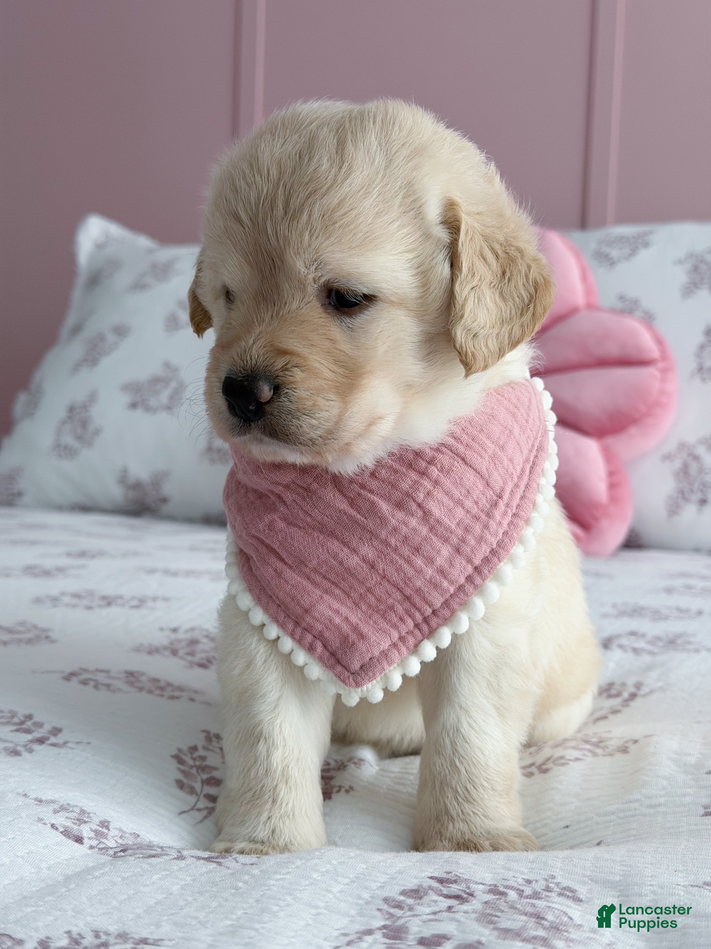 Labradoodle dogs Ivy  - Ad 2