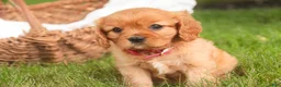 Cavalier King Charles Spaniel dogs for sale: Luna Cavalier King Charles Spaniel  - Ad 6