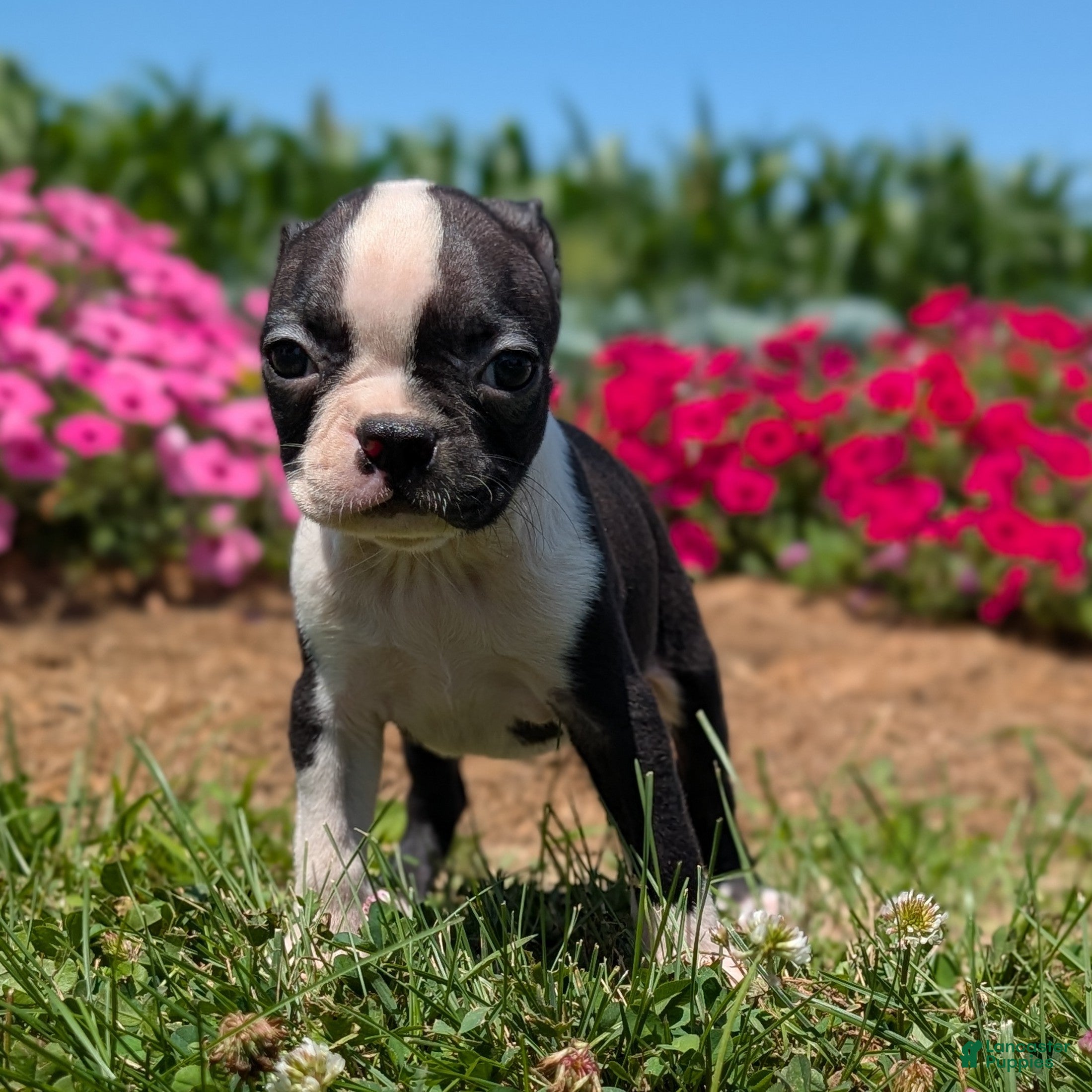 Boston Terrier dogs Toasted Marshmallow - Ad 1