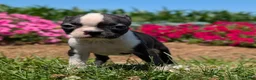 Boston Terrier dogs for sale: Toasted Marshmallow - Ad 1