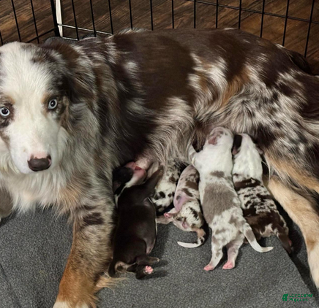 Miniature Australian Shepherd dogs for sale: Ruby - Ad 5