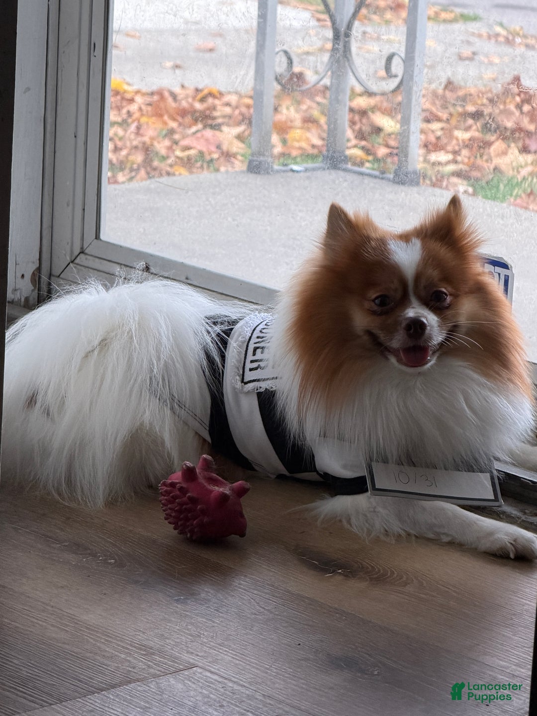 Pomeranian dogs for stud: Number of litters 3 - Ad 1