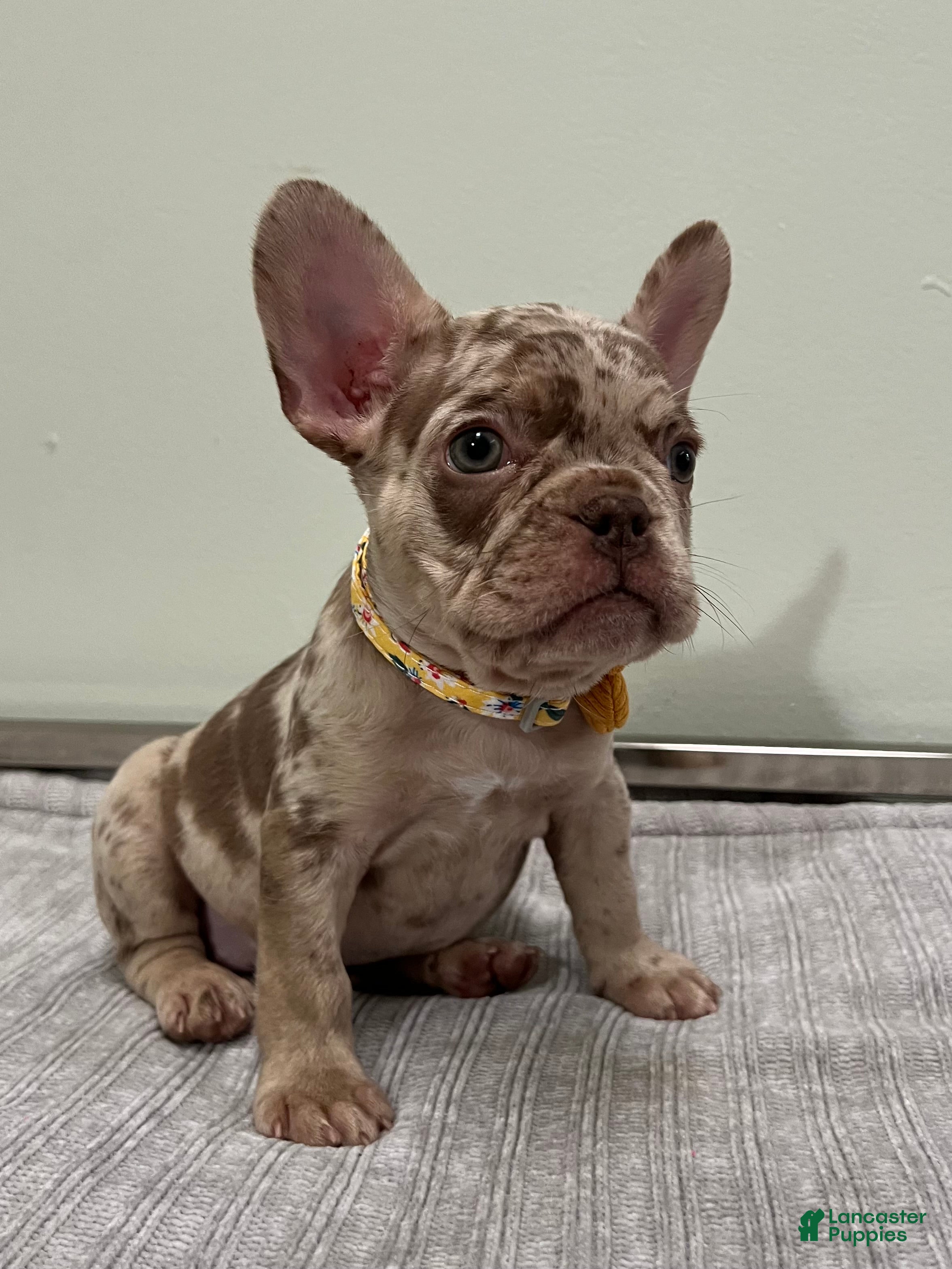 French Bulldog dogs Milano - Ad 4