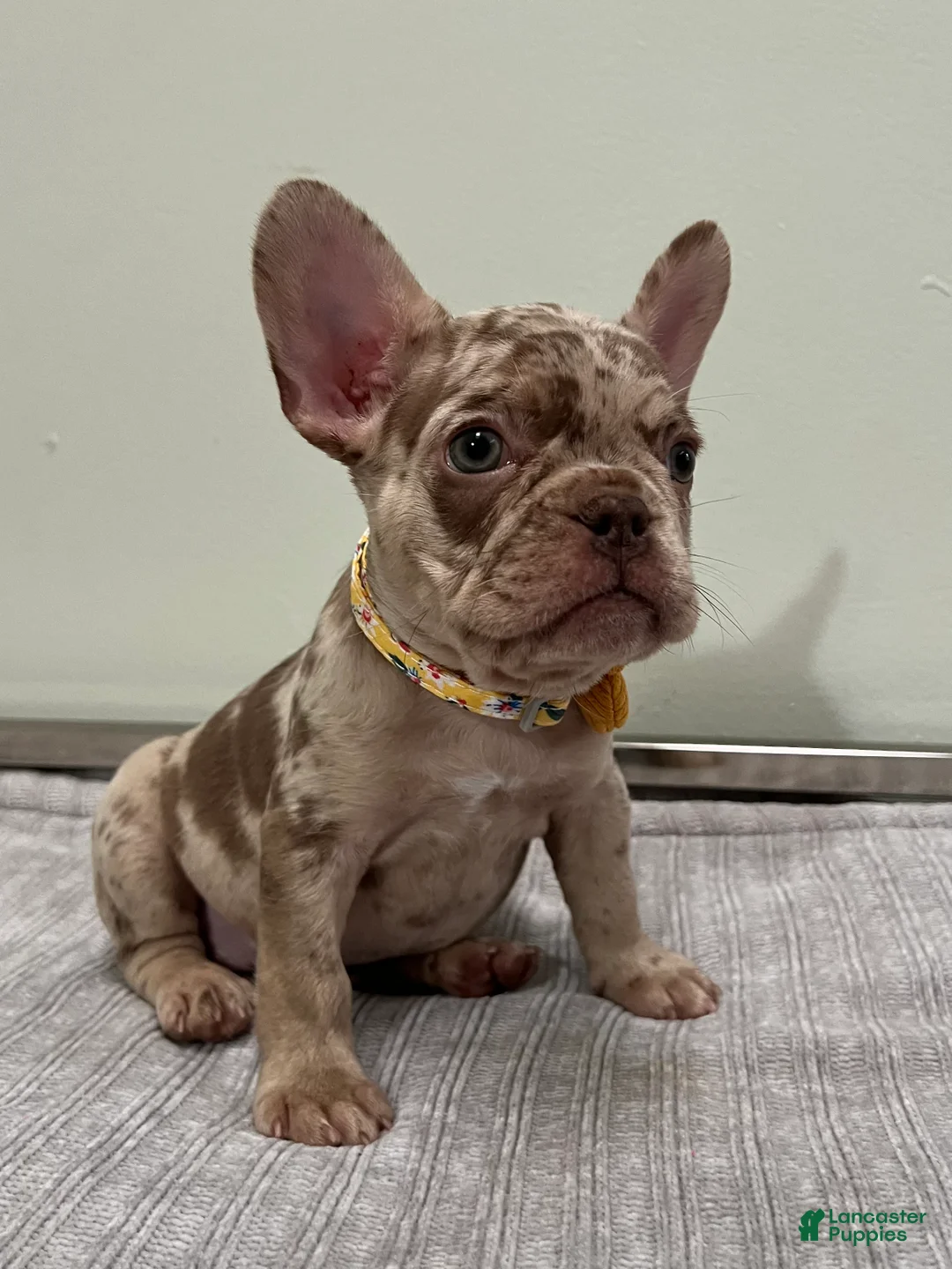 French Bulldog dogs for sale: Milano - Ad 1