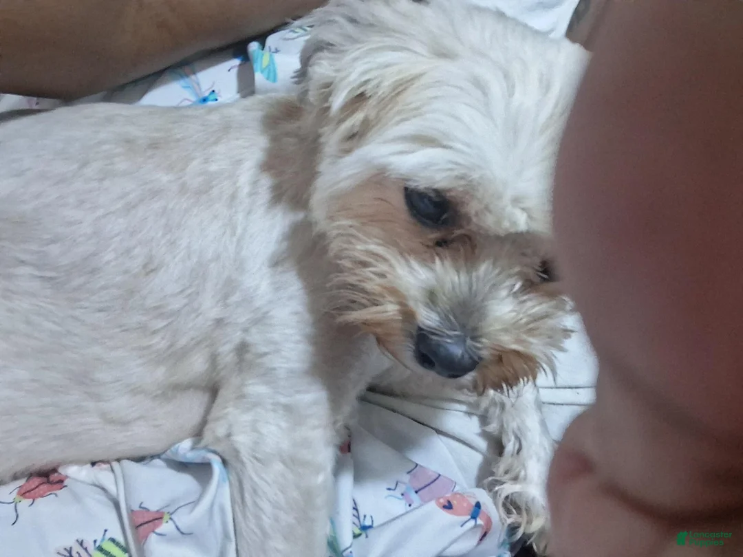 Mixed Breed dogs for sale: Mixed Breed 1 - Ad 6