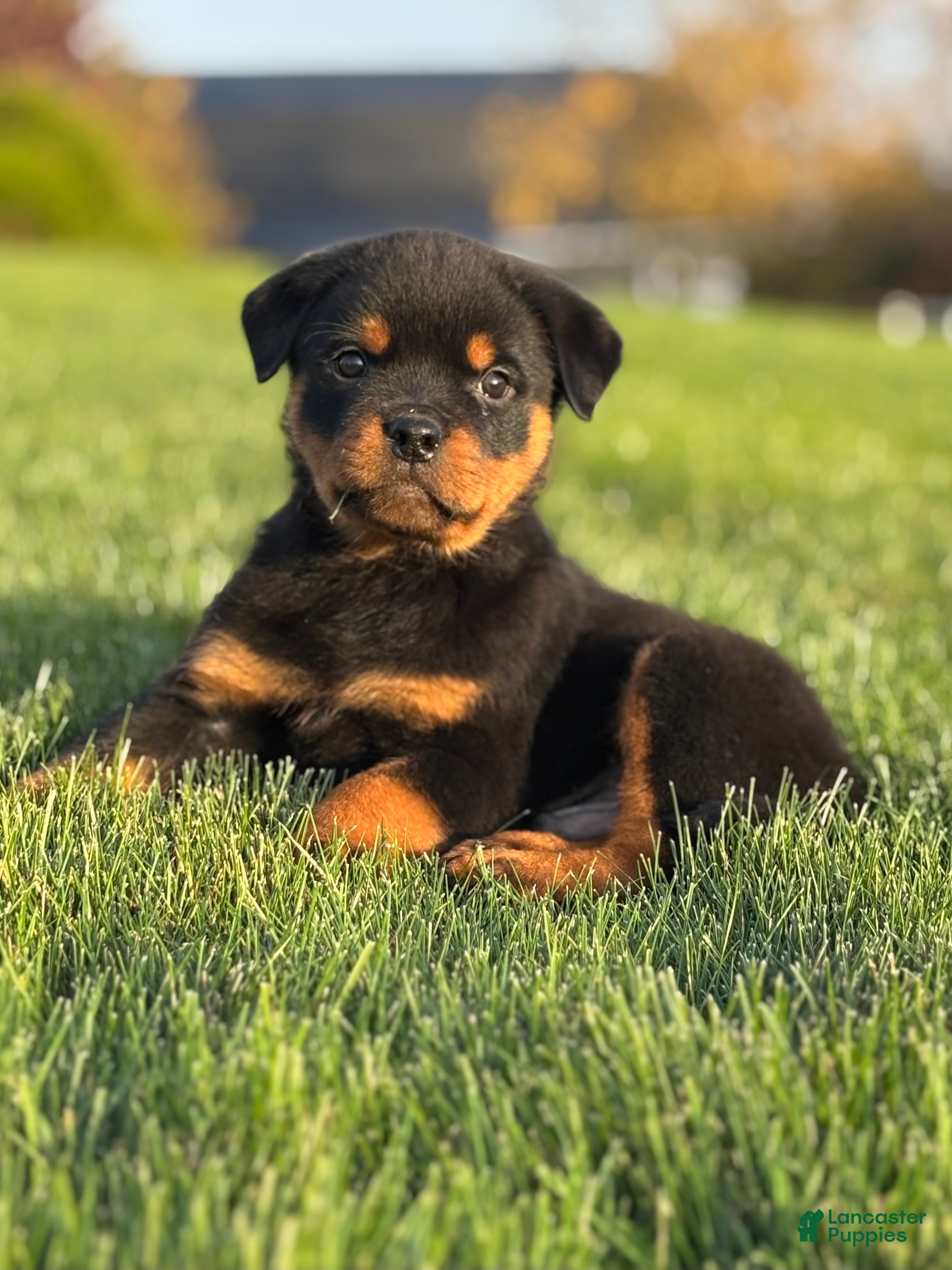 Rottweiler Puppies for sale in Detroit, Michigan Lancaster Puppies