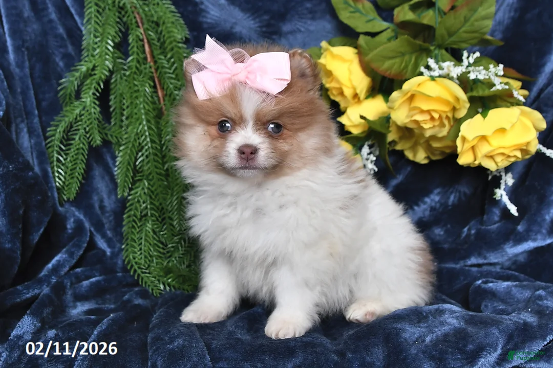 Pomeranian dogs for sale: Rose - Ad 3