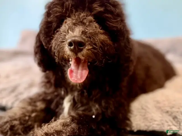 Mini Bernedoodle dogs for sale: Jet - Ad 1