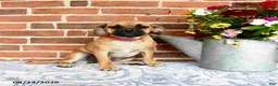 Puggle dogs for sale: Ramona - Ad 5