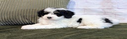 Bernedoodle dogs for sale: Kobe - Ad 1