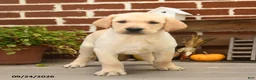 Labrador Retriever dogs for sale: Cheeto - Ad 3