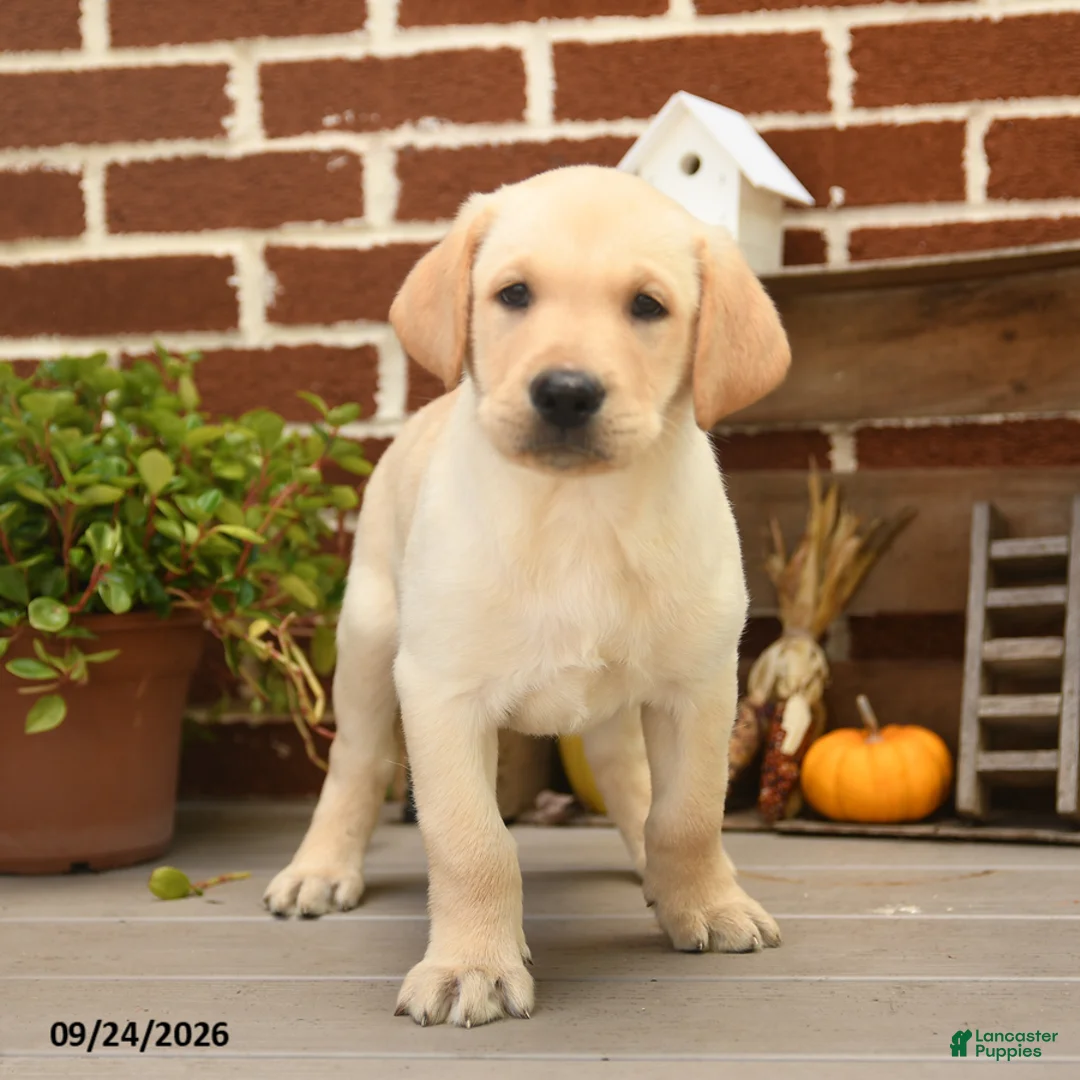 Labrador Retriever dogs for sale: Cheeto - Ad 3