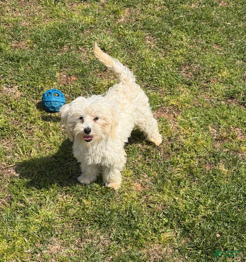 Maltipoo dogs Timmy - Ad 8