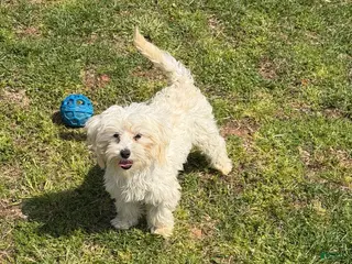 Maltipoo dogs Timmy - Ad 8