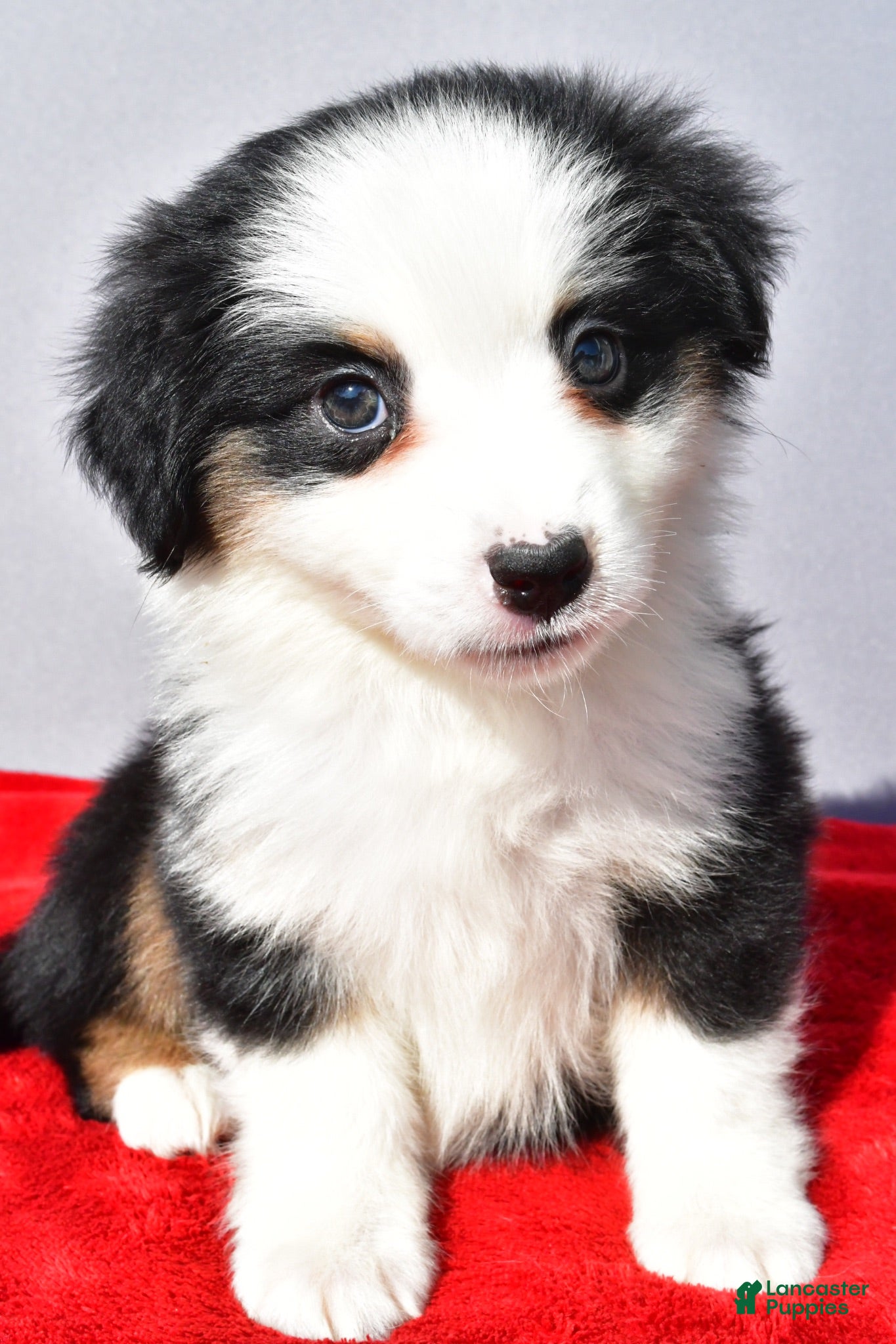 Miniature Australian Shepherd dogs River - Ad 1