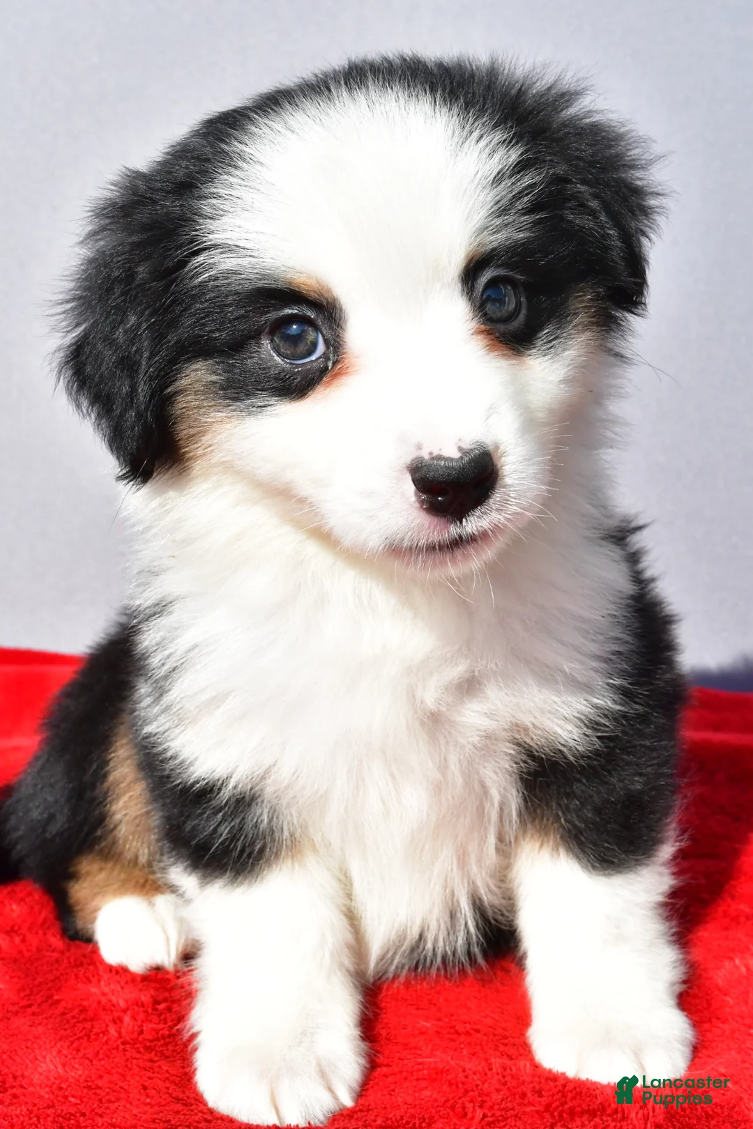 Miniature Australian Shepherd dogs for sale: River - Ad 1