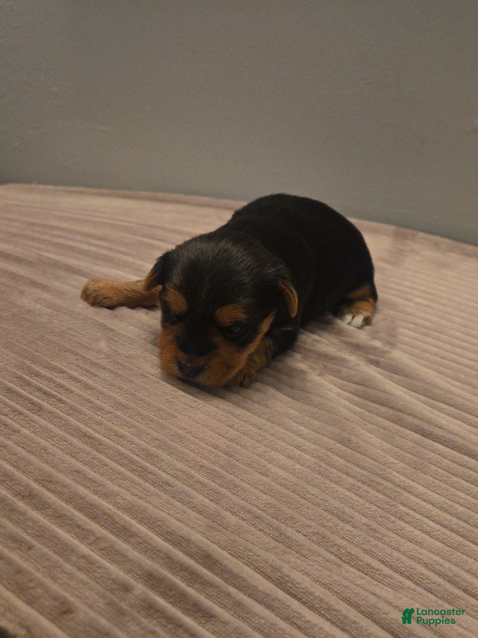 Yorkshire Terrier dogs Yorkshire Terrier 1 - Ad 34