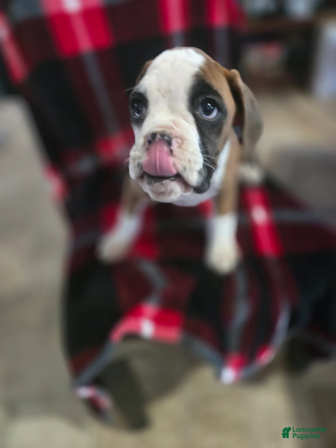 Boxer dogs for sale: Lady - Ad 12