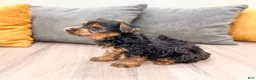 Yorkshire Terrier dogs for sale: Jasper - Ad 3