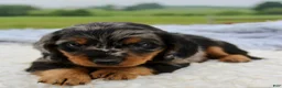 Miniature Dachshund dogs for sale: Miniature Dachshund 1 - Ad 4