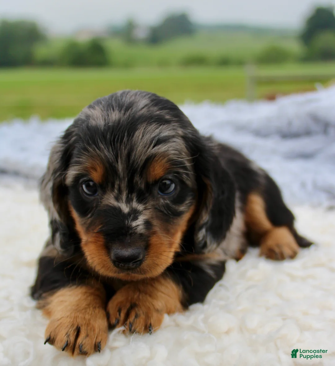 Miniature Dachshund dogs for sale: Miniature Dachshund 1 - Ad 4