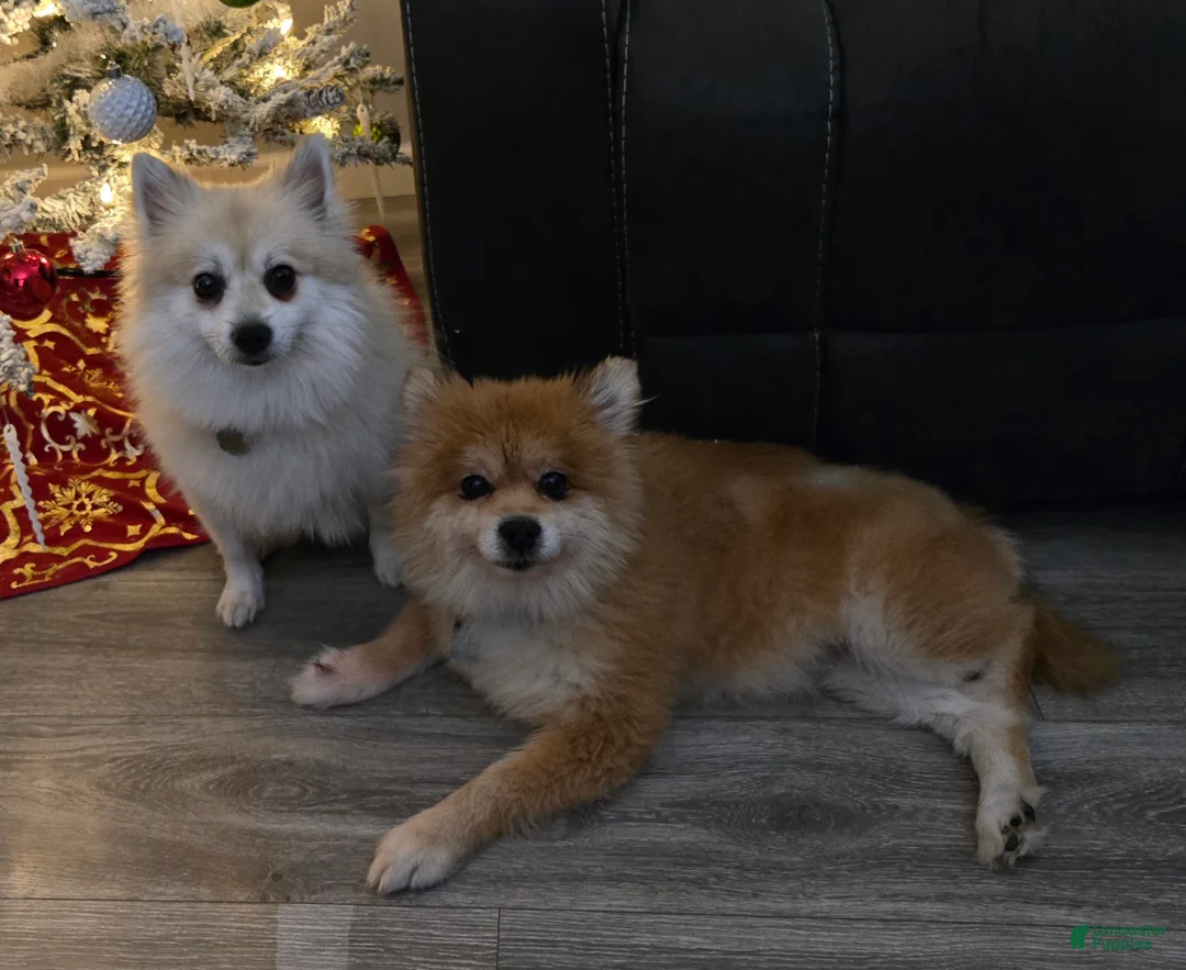 Pomeranian dogs for sale: Sasha - Ad 6