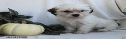 Teddy Bear dogs for sale: Kelsey - Ad 3