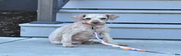 Toy Poodle dogs for sale: Freddie  - Ad 6