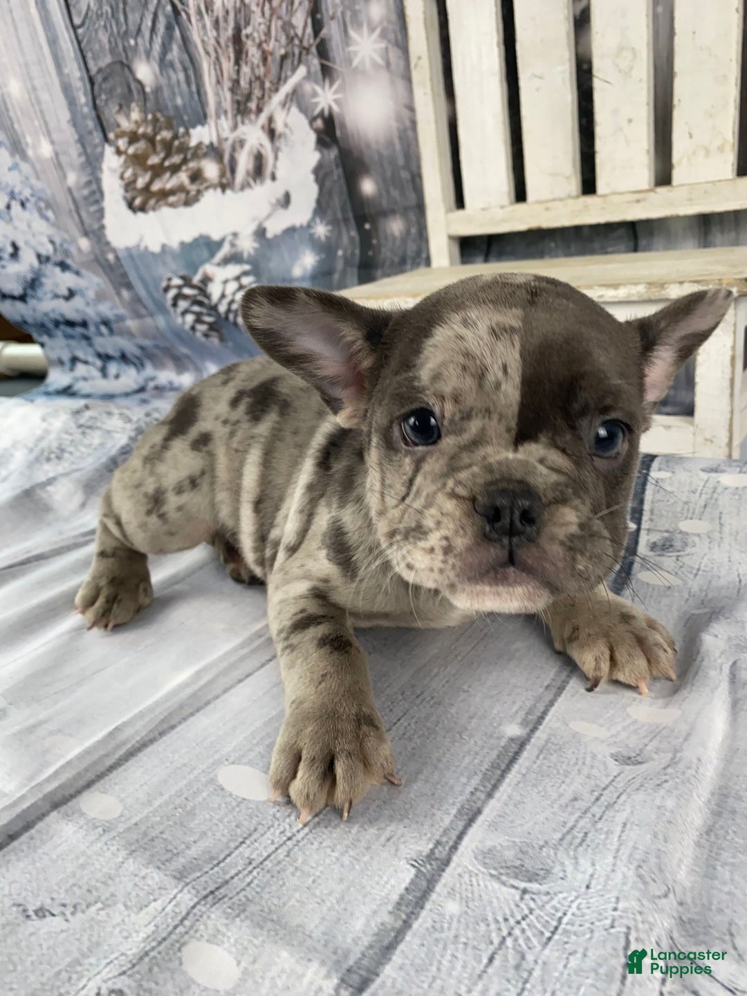 Mixed Breed dogs for sale: Betty - Ad 6