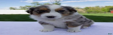 Piper