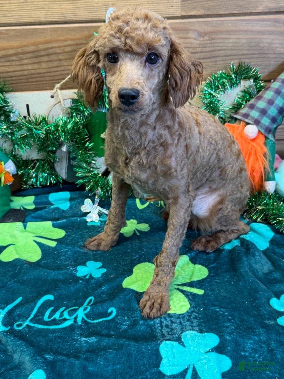 Miniature Poodle dogs for sale: Ernie - Ad 2