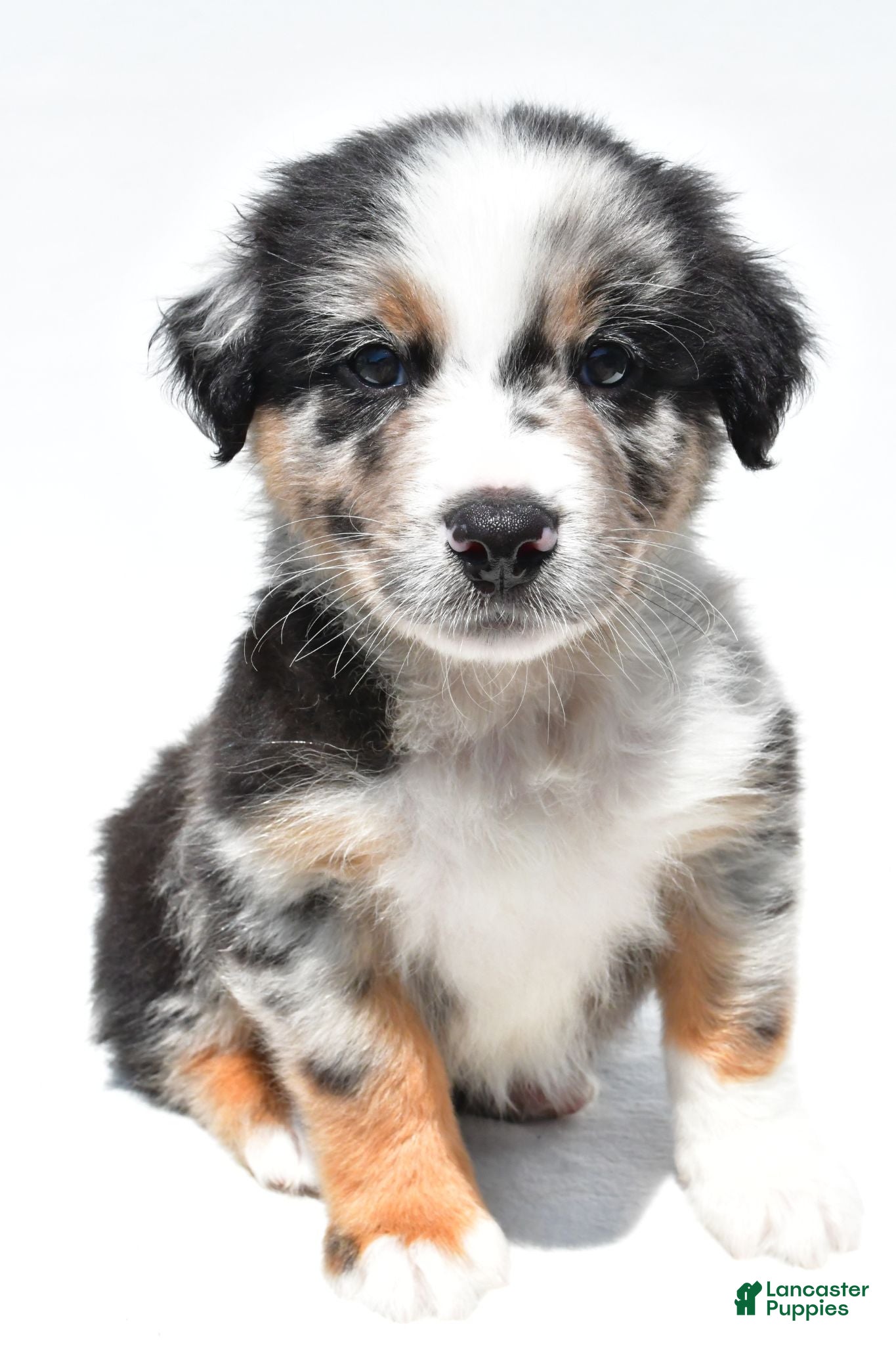 Australian Shepherd dogs Cody - Ad 1
