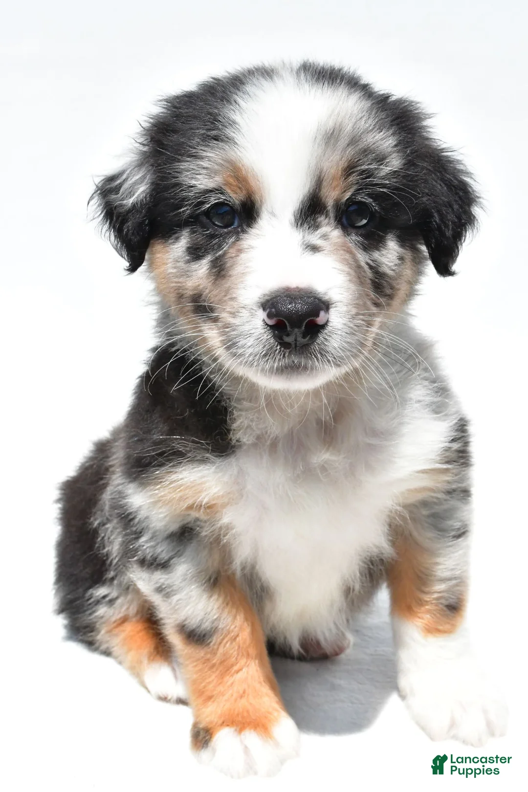 Australian Shepherd dogs for sale: Cody - Ad 1