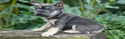 French Bulldog dogs for sale: Edison - Ad 8