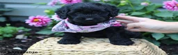 Doxiepoo dogs for sale: Ashley - Ad 3