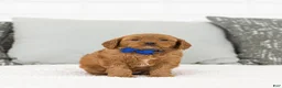 Toy Poodle dogs for sale: Willie - Ad 1