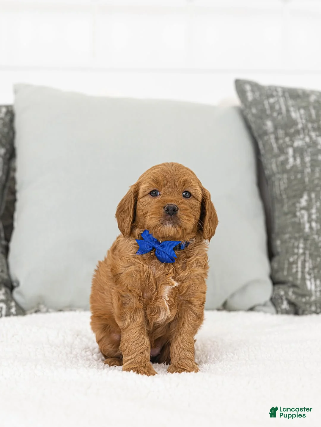 Toy Poodle dogs for sale: Willie - Ad 1